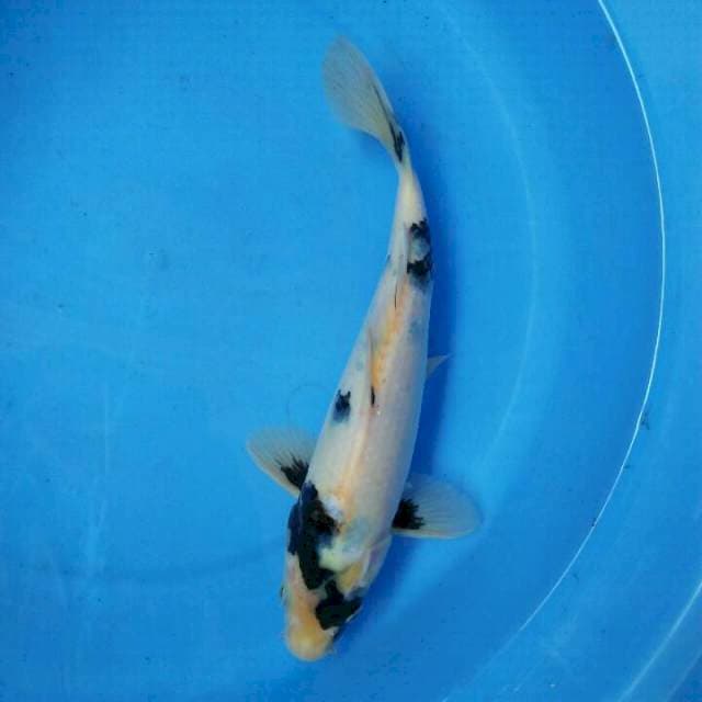 Shiro 26cm