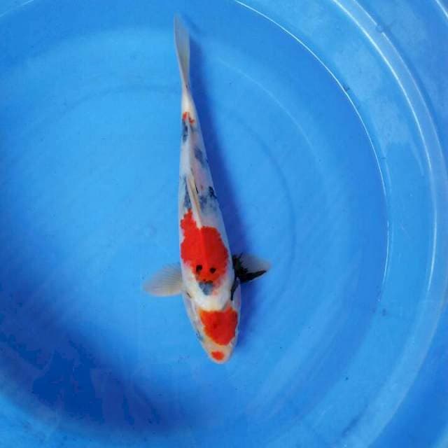Showa calon 4step. 29cm
