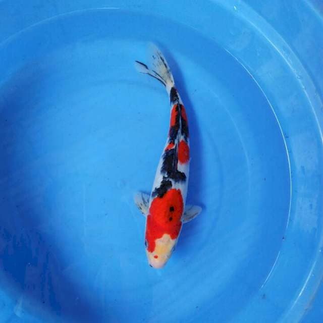 Sanke josss 27cm