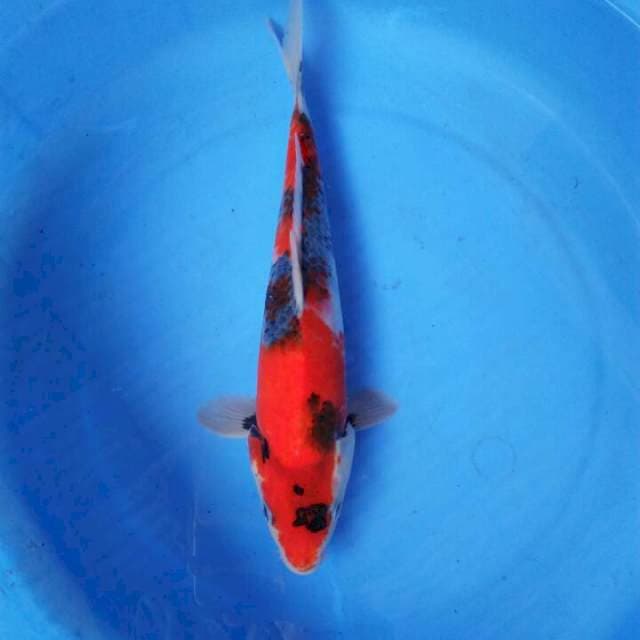 Hishowa haluussss 27cm