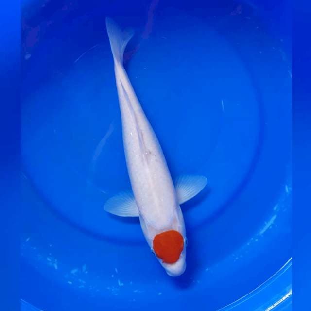 Tancho 35cm