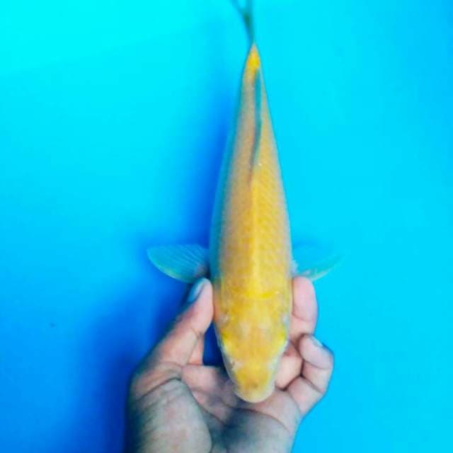 Karasi pejinak kolam 27 cm