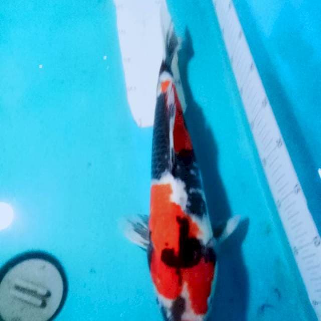 SHOWA..MALE 41CM
