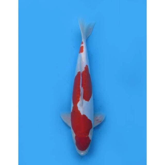 Kohaku Doitsu Murni , 37cm