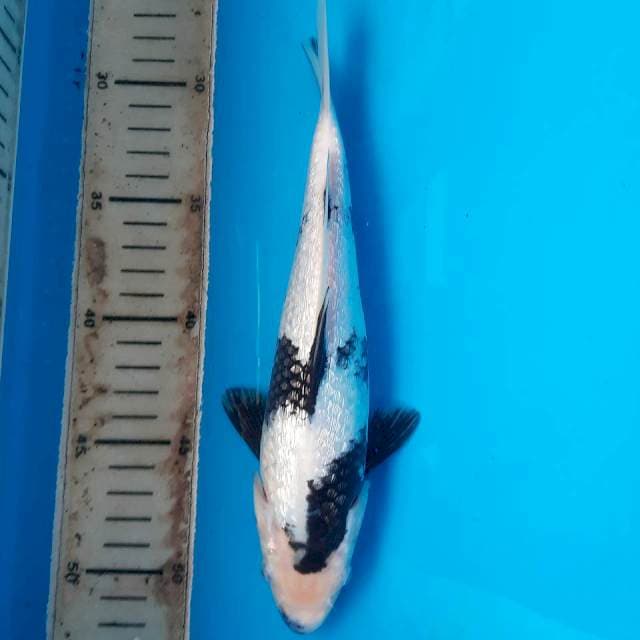 BS42 ShiGin Quality and White