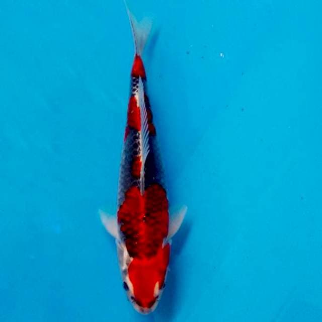 Ghosiki ring biru 30cm