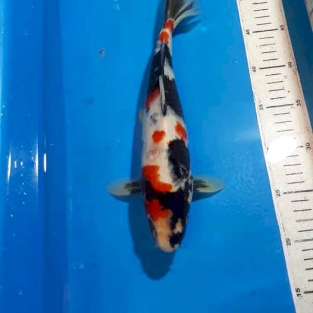 SHOWA 33 CM