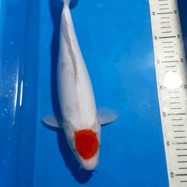 TANCHO KOHAKU 35 CM