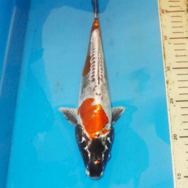 KIKO