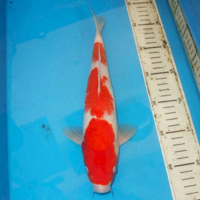 KOHAKU