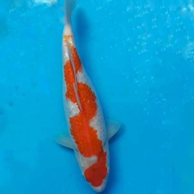 Kahaku inazuma 27cm