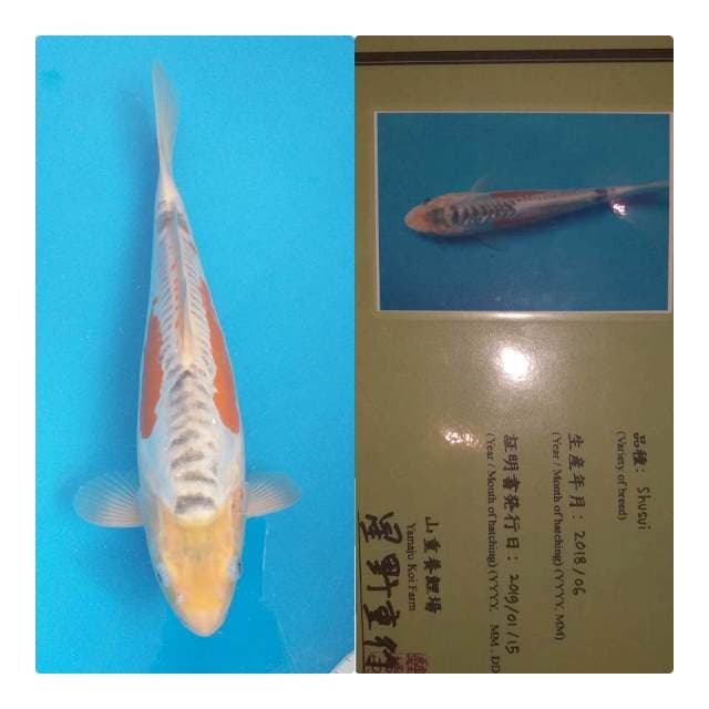 Shusui cihui