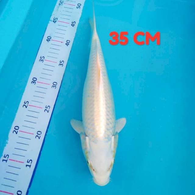 Platinum 35 cm