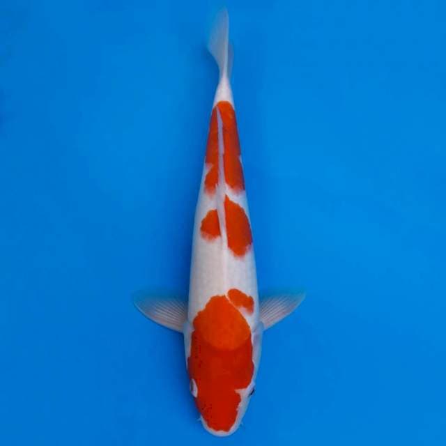 Kohaku