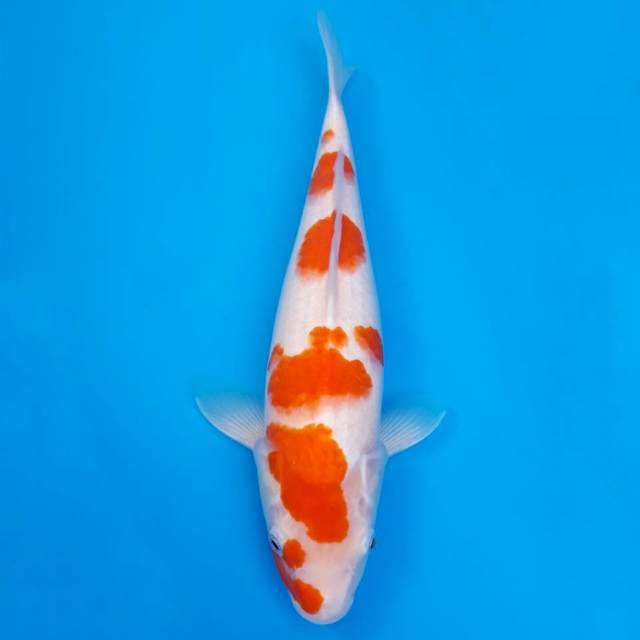 Kohaku sakura jumbo