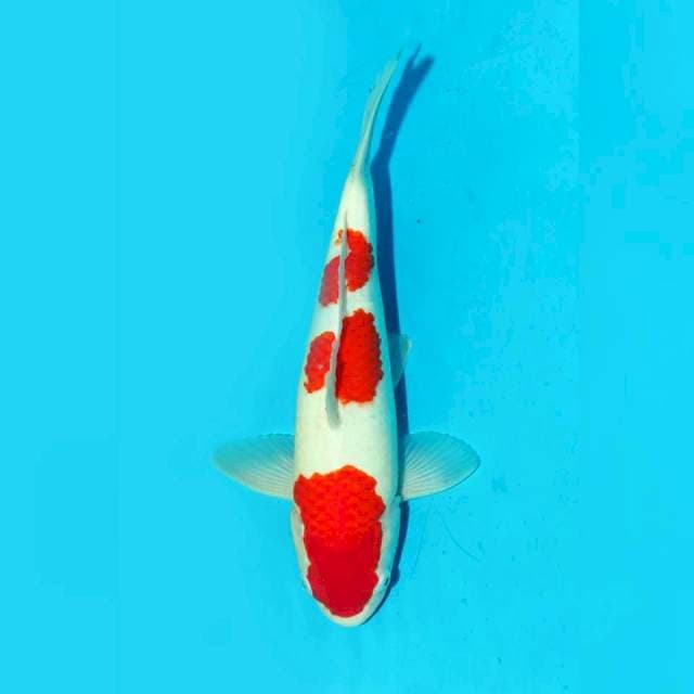 Kohaku 3 step