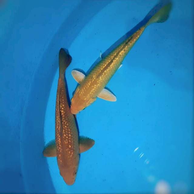 Duo chagoi ginrin + karashi ginrin 27cm
