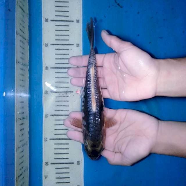 Unique Kumonryu Aragoke 21 cm