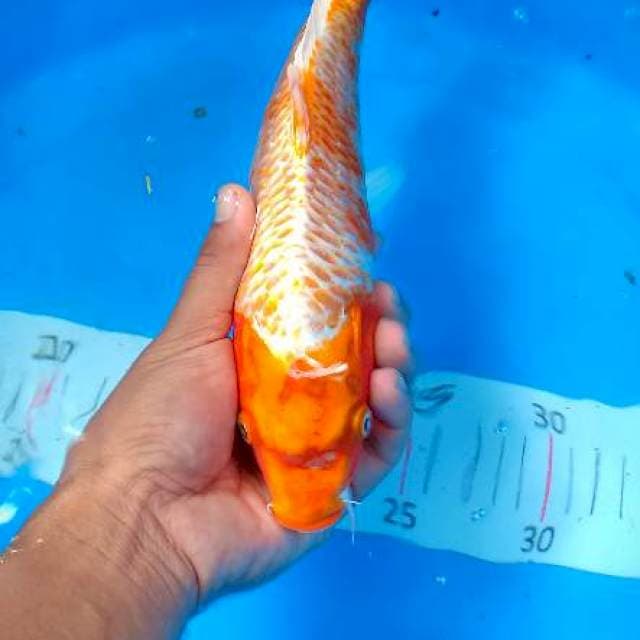31cm