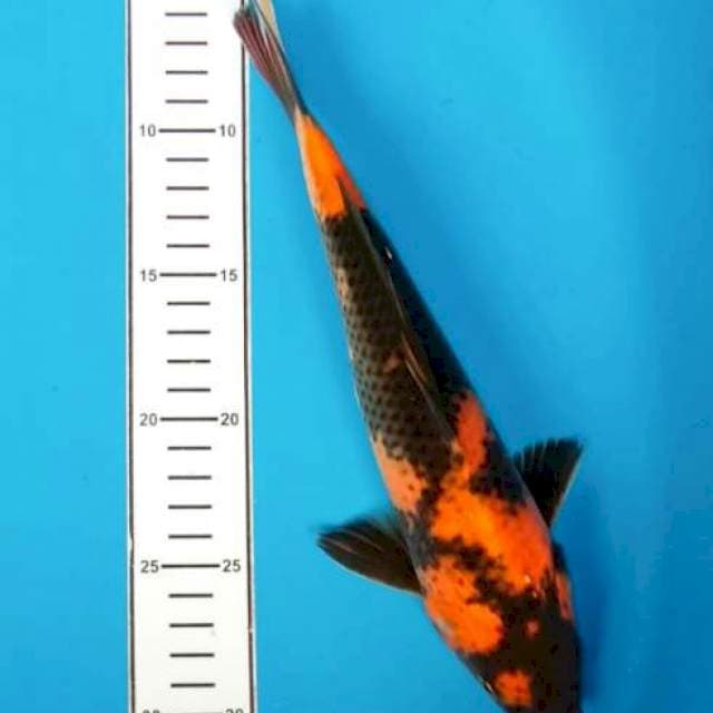 Utsuri