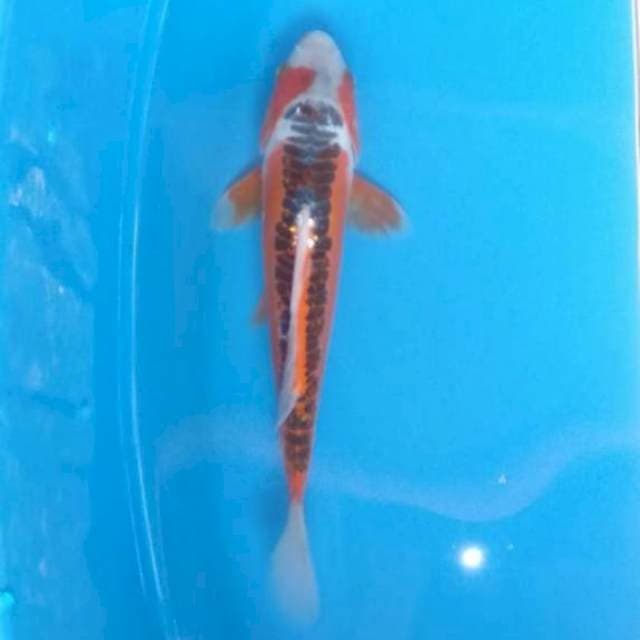 Hana Shusui