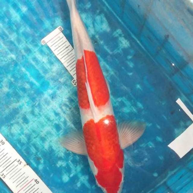 Si goromo