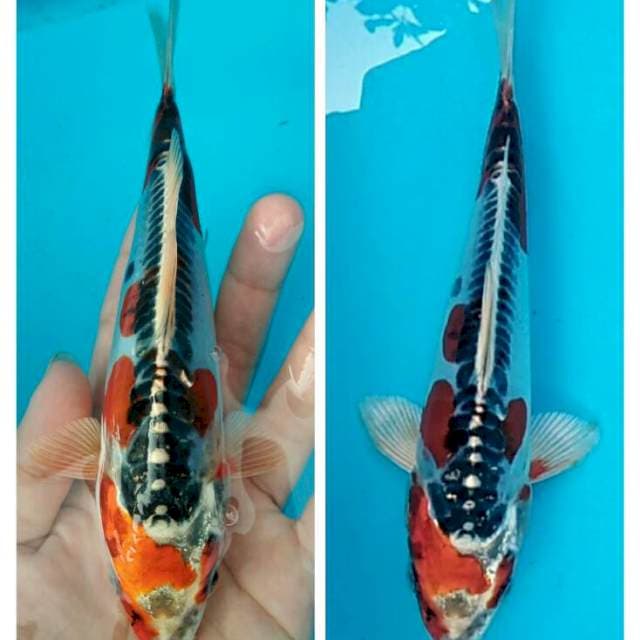 Baby kujaku doitsu 20cm