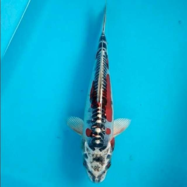 Kujaku doitsu metalika 25cm