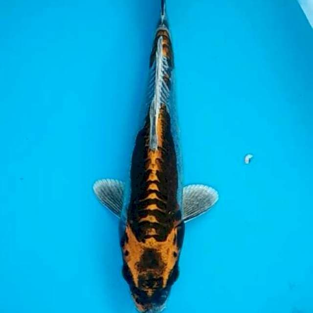 Kin kikokuryu antik 26cm