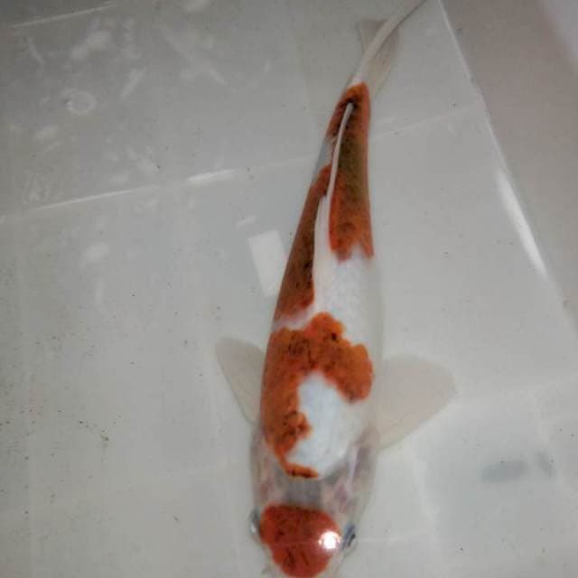 Special Maruten ai goromo ±29cm