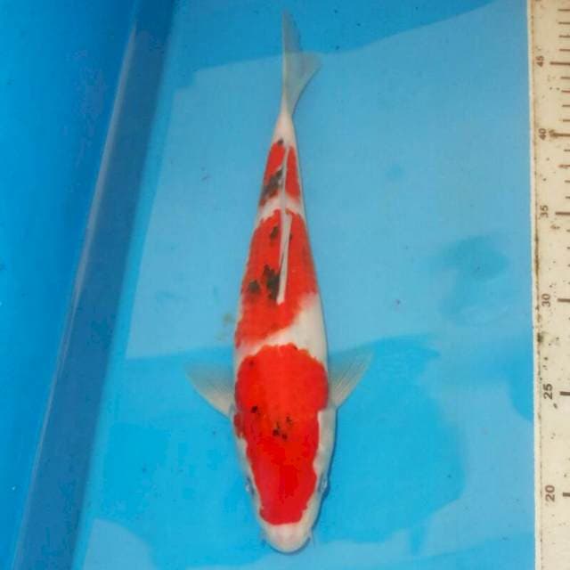 28cm SANKE 3STEP
