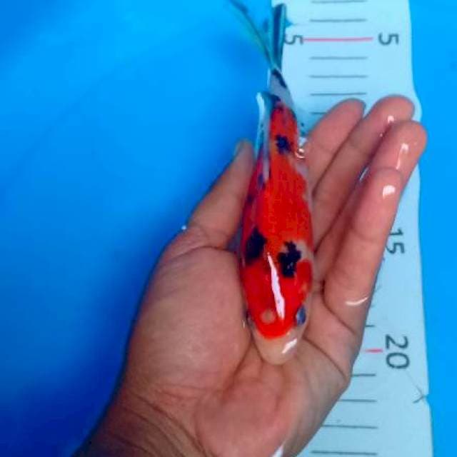 Sq 17cm
