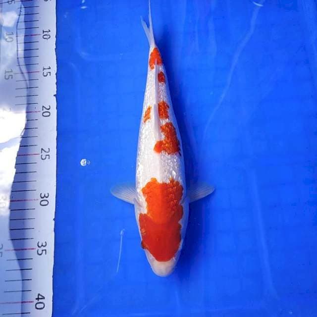 Kohaku ginrin