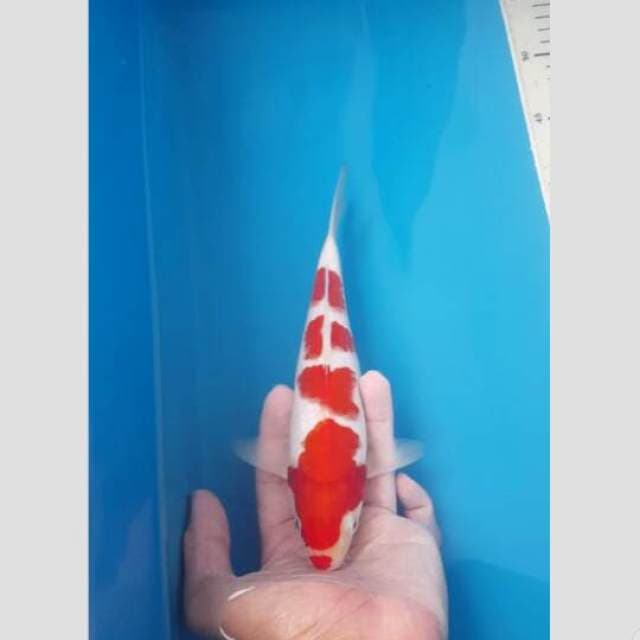 kohaku koleksi super 30bu