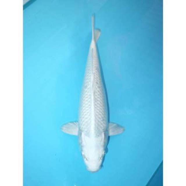 PLATINUM 35 CM