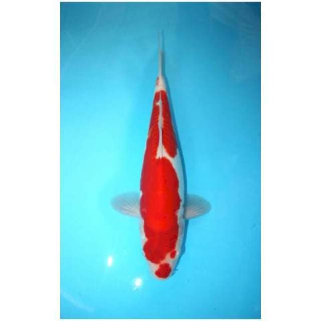 DOITSU 37 CM