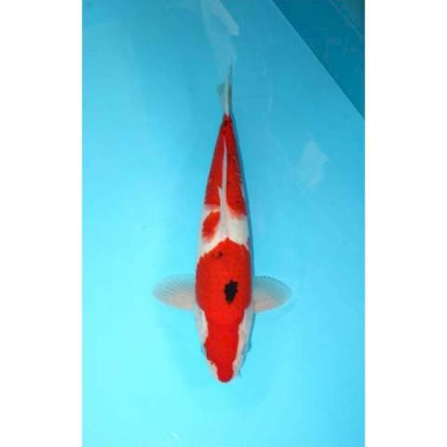 SANKE 34 CM