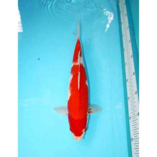 KOHAKU 32 CM
