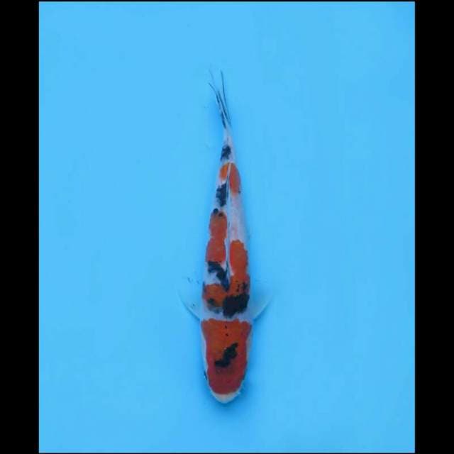 Taisho Sanke SQ - 14cm
