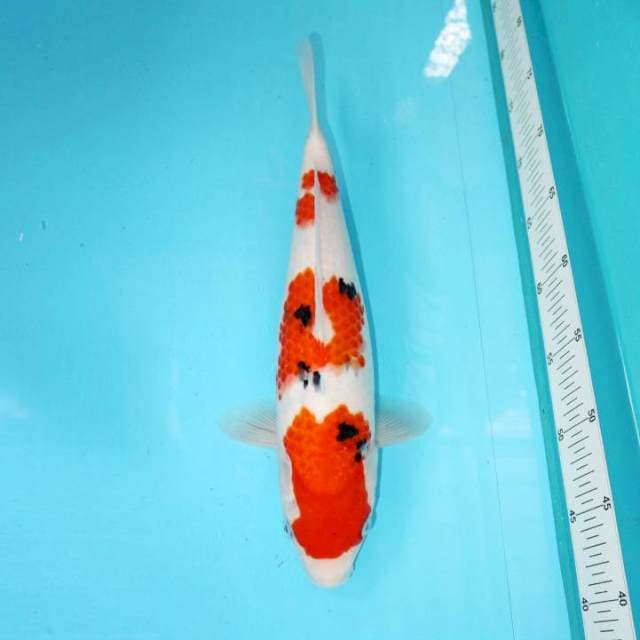 SANKE SANDAN 35 CM