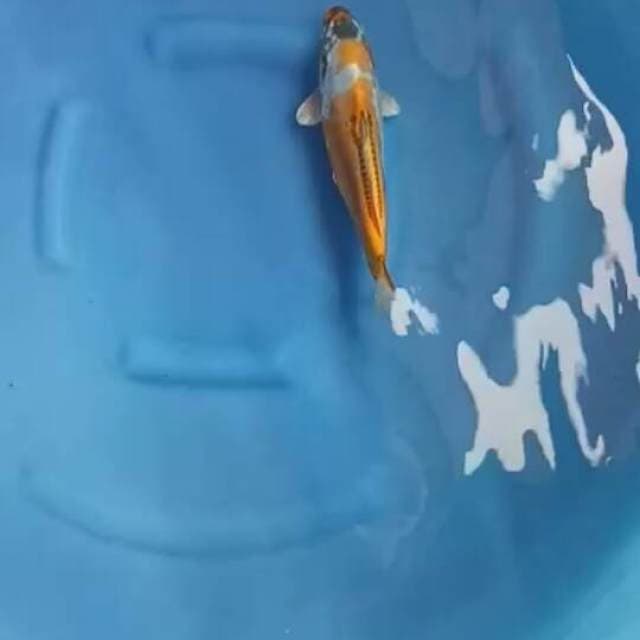 Sumimaru beni kinkikoryu unique 30cm female