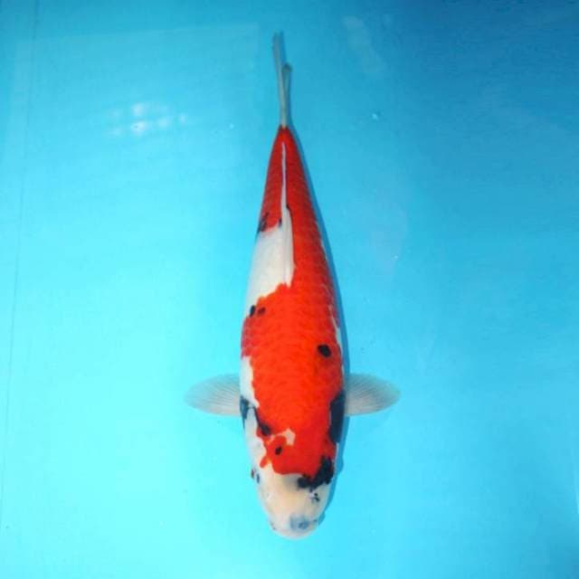 SHOWA TATEGOI BODY PROPOSIONAL 37 CM