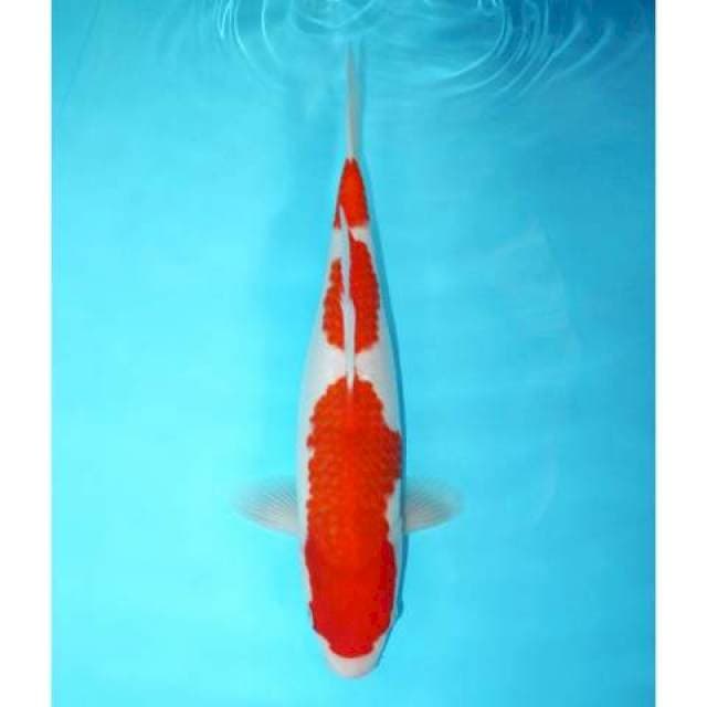 SANDAN KOHAKU 32 CM