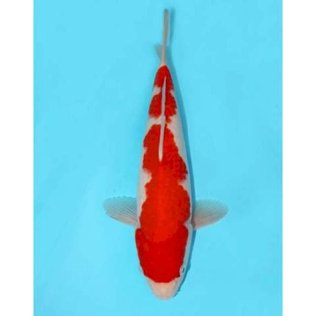 Kohaku F1 31 cm