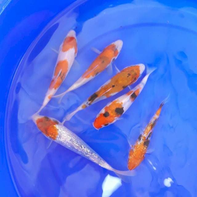 Mix koi