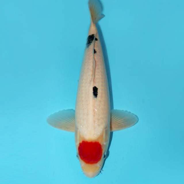 Male Tancho Quality 33 cm