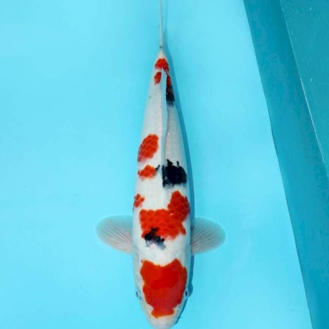 Tashio Sanke F1 35 cm