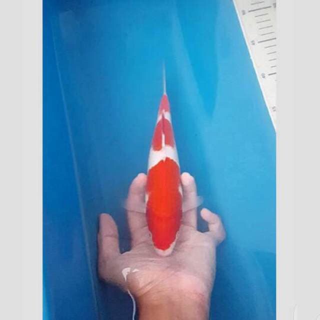 koleksi tosai kohaku 3step original 30bu