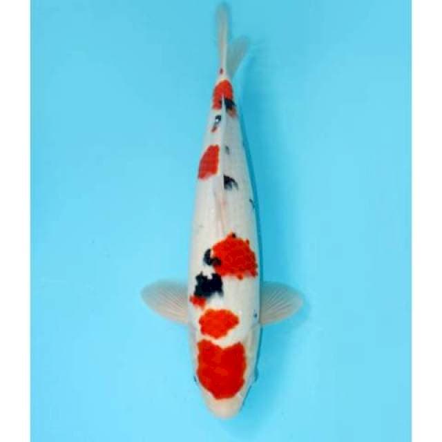 Tashio Sanke F1 42 cm