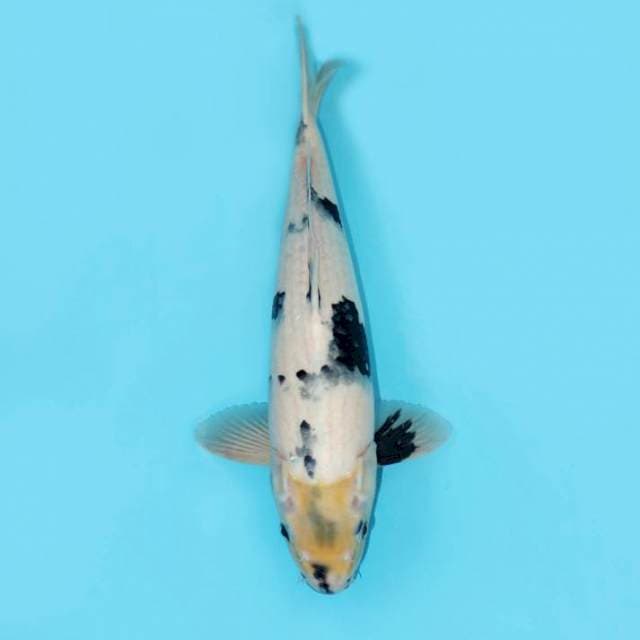 Shiro Utsuri F1 Prospek Good Sumi 45 cm